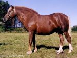 Laasik 711 E, foto Ago Ruus 10.09.2000.a.